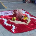 Dejan cabeza de vaca ensangrentada frente a Catedral