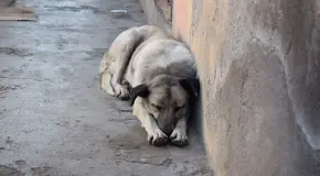 Investiga la FGE el maltrato animal