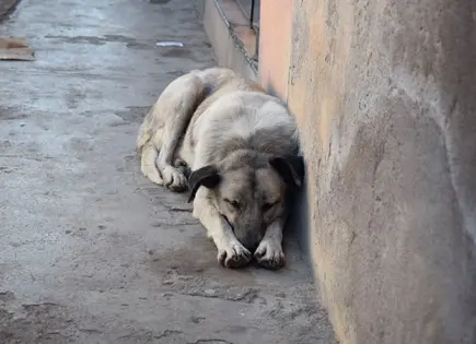 Suman 24 casos de presunto maltrato animal en actual trienio