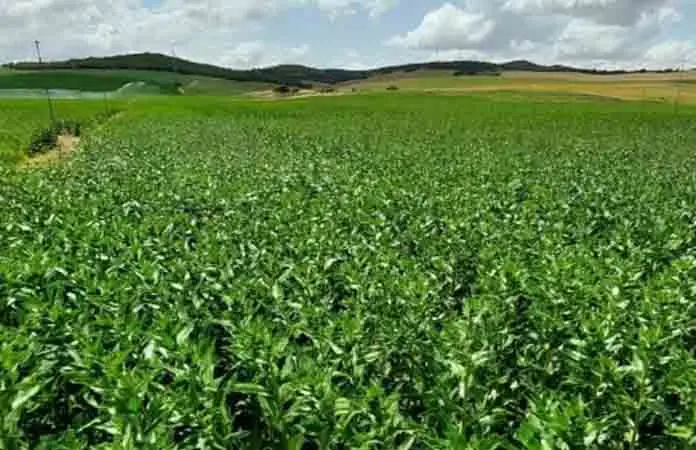 SLP, tercero en pérdidas agrícolas