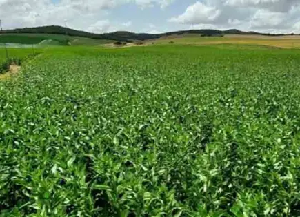 SLP, tercero en pérdidas agrícolas