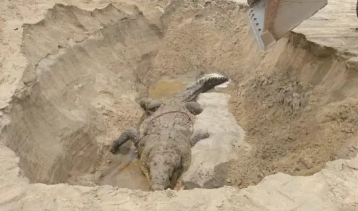 Fallece el cocodrilo Lucho en La Ventanilla, Oaxaca