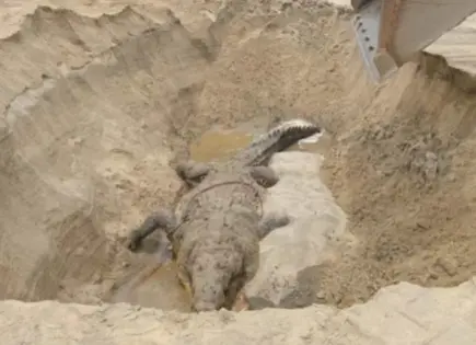 Fallece el cocodrilo Lucho en La Ventanilla, Oaxaca