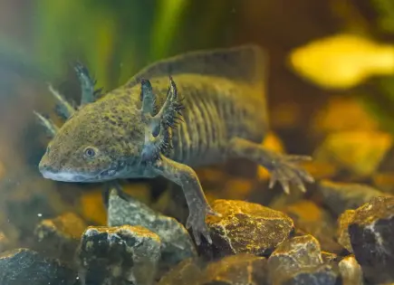 Descubren rastro genético de ajolotes en Xochimilco gracias a la UNAM