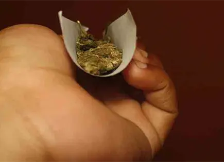 Salud identifica marihuana como droga principal en SLP