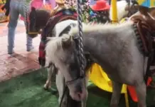 Seguir&aacute;n actividades con animales en Fenapo con supervisi&oacute;n: SGG
