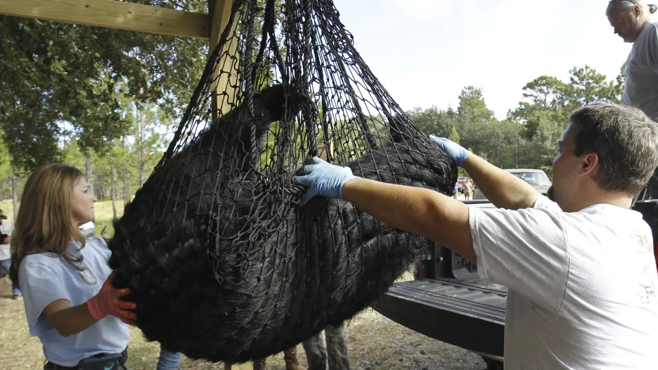 Florida autoriza caza de osos negros en diciembre