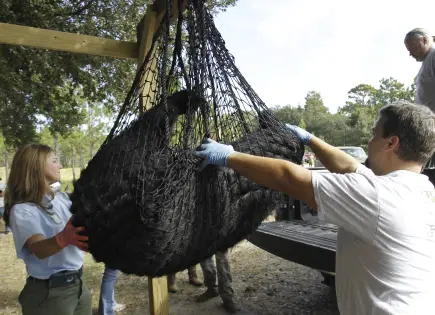 Florida autoriza caza de osos negros en diciembre