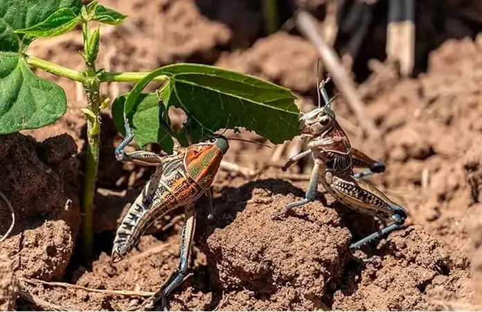 Insecticida generaría impacto ambiental al campo: Sedarh