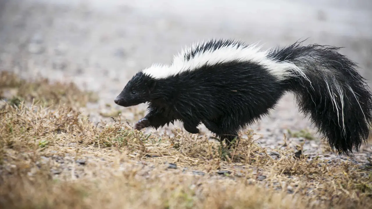 Zorrillo, transmisor del virus de la rabia.