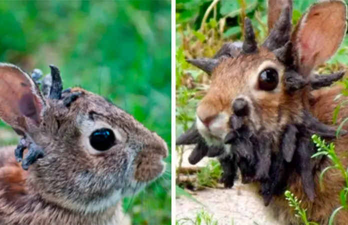 ¿Qué hay detrás de los conejos con tentáculos en la cabeza?