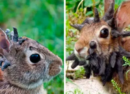 ¿Qué hay detrás de los conejos con tentáculos en la cabeza?