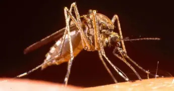 Reaparece el chikungunya en Yucatán tras siete años de ausencia