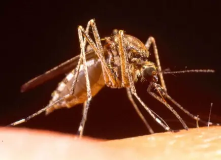 Salud inicia operativo para controlar el dengue tras inundaciones Salud inicia operativo para controlar el dengue tras inundaciones