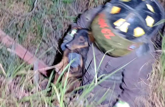 Rescatan Bomberos mascota de un pozo