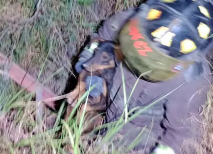 Rescatan Bomberos mascota de un pozo