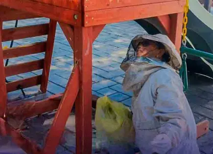 Bomberos retiran enjambres de abejas