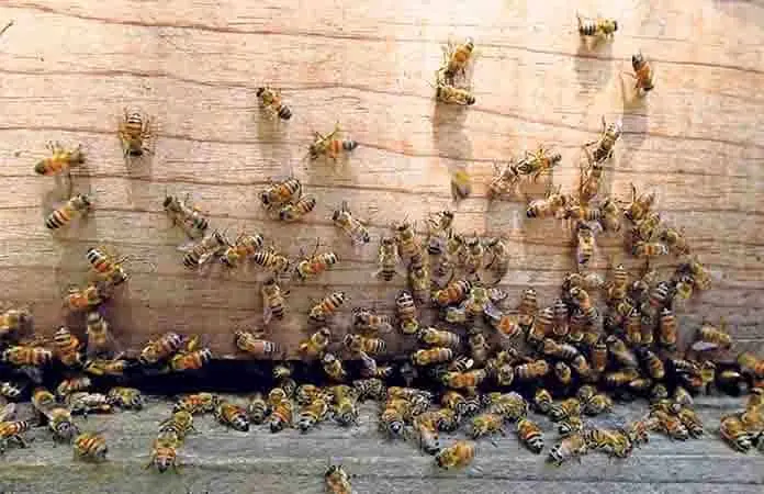Cómo conservar a las abejas en su día especial: 5 acciones clave