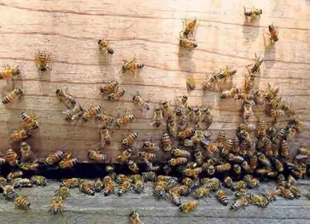 Cómo conservar a las abejas en su día especial: 5 acciones clave