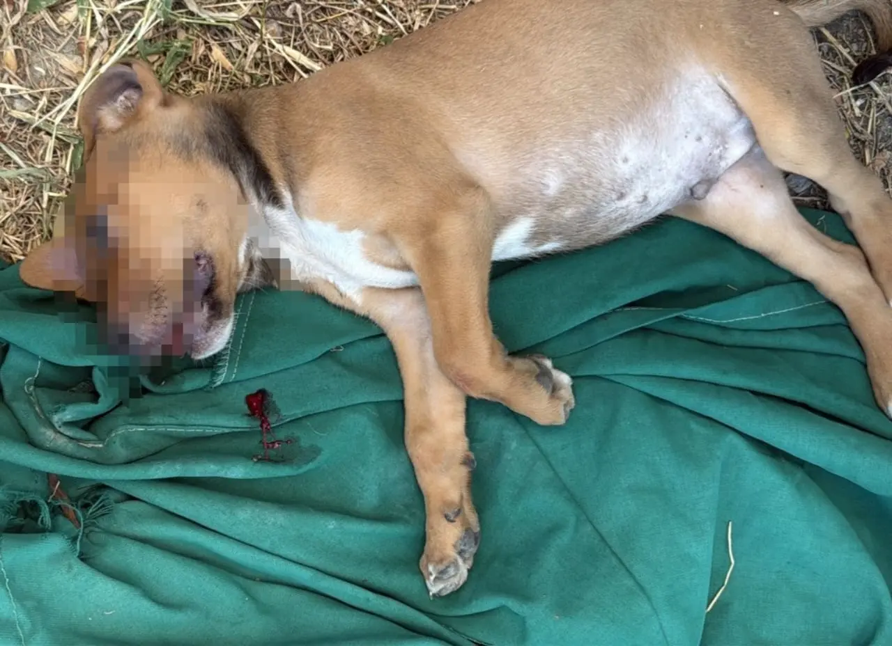 La FGE investiga casos de muerte violenta de perros en la Altavista