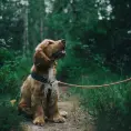 Perros con problemas cardíacos: ¿cuál es su dieta ideal?