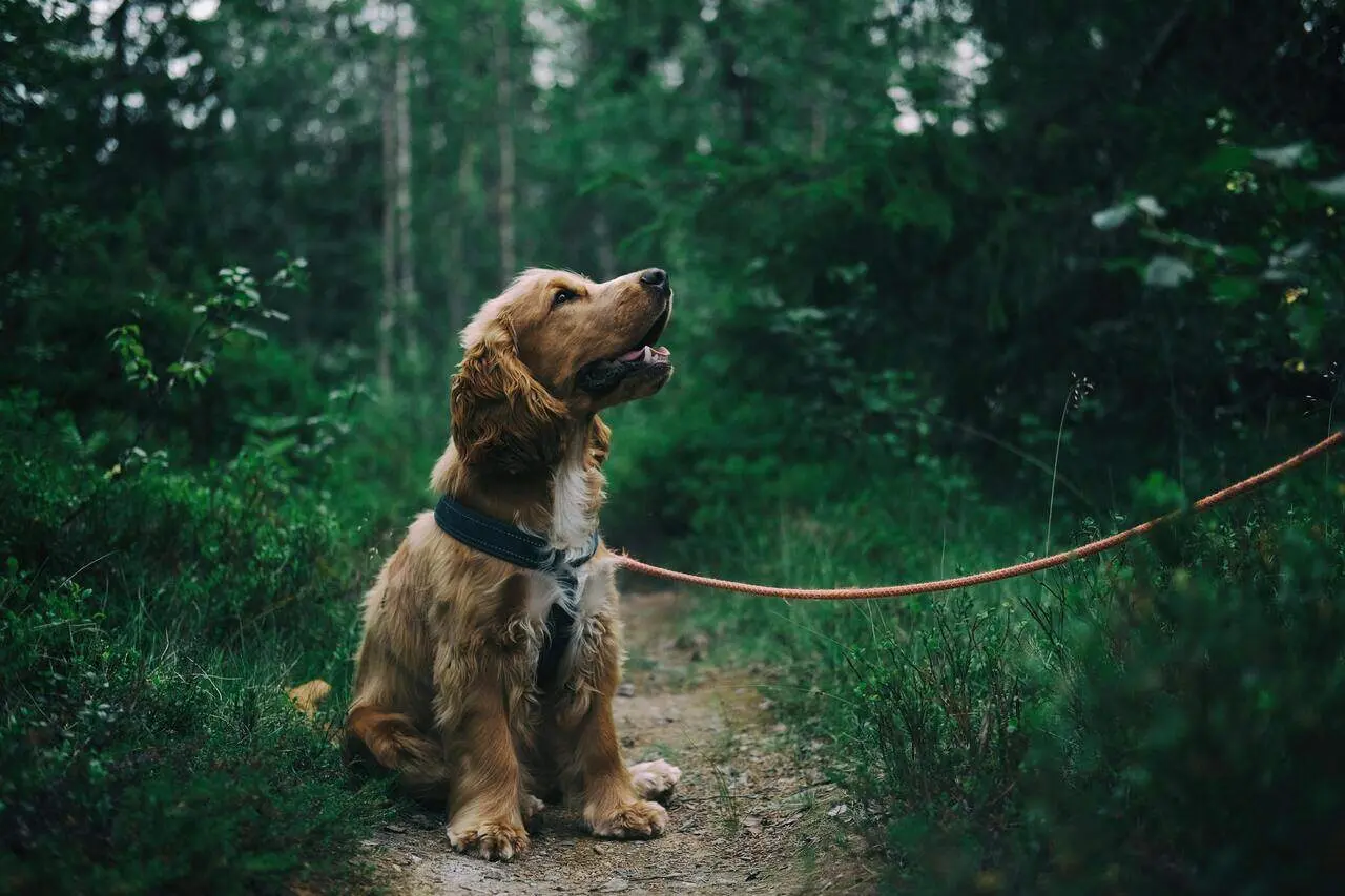 Perros con problemas cardíacos: ¿cuál es su dieta ideal?