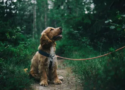 Perros con problemas cardíacos: ¿cuál es su dieta ideal?