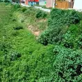 Proliferan mosquitos por humedad y maleza
