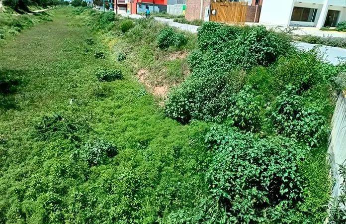 Proliferan mosquitos por humedad y maleza