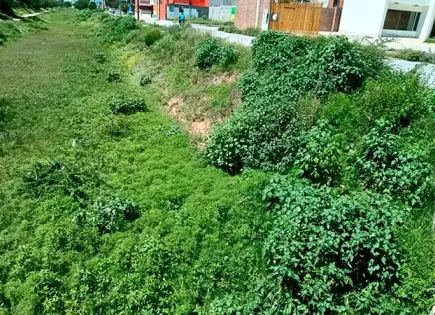 Proliferan mosquitos por humedad y maleza