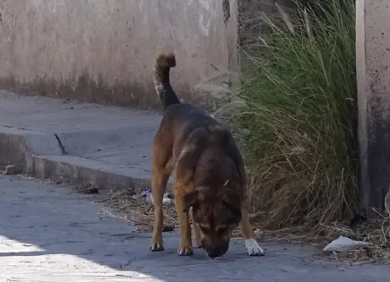 Denuncian caso de maltrato animal en Los Limones