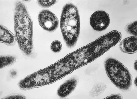Nueva muerte por brote de legionelosis en Nueva York