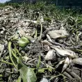 Sufre Acapulco por muerte de peces