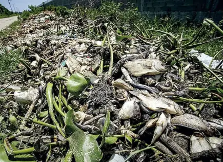 Sufre Acapulco por muerte de peces