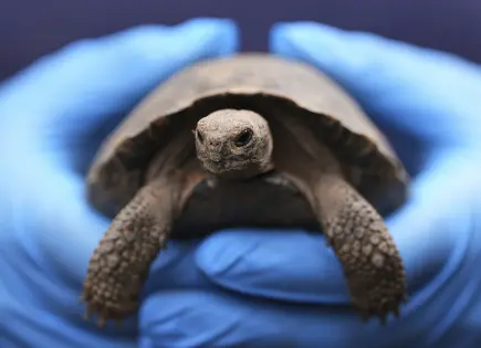 Crías de tortuga nacen de padres centenarios en el zoológico de Filadelfia
