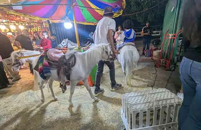 Denuncian fallas en el control sanitario de ponis
