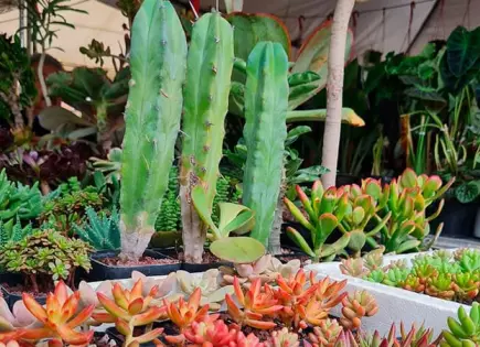 Festival de Cactáceas en el Museo del Ferrocarril
