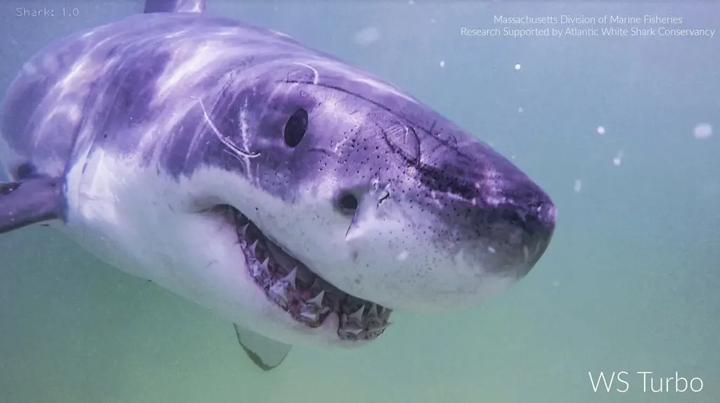 Aumentan los avistamientos de tiburones blancos en Maine y Nueva Inglaterra