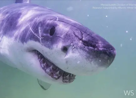 Aumentan los avistamientos de tiburones blancos en Maine y Nueva Inglaterra