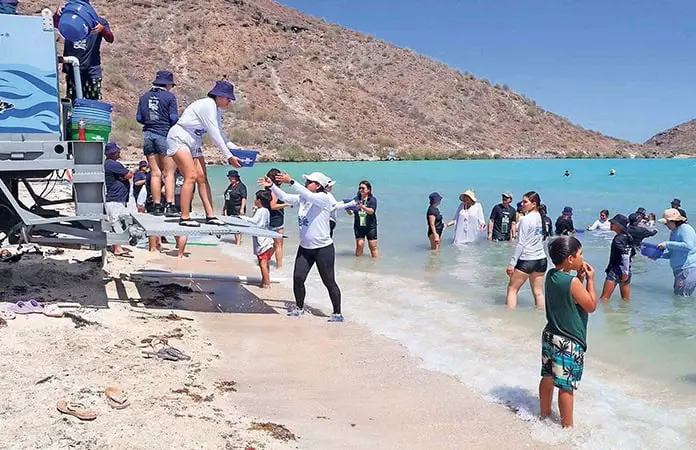 Totoaba, en vías de recuperación
