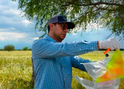Tamaulipas implementa medidas contra el gusano barrenador