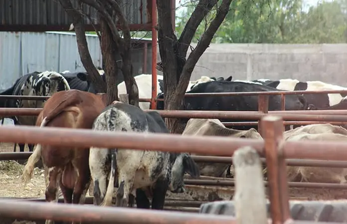 Gobierno recorta presupuesto pese a impacto del gusano barrenador