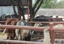 Sin fecha, reapertura de frontera para exportar ganado: Sader Sin fecha, reapertura de frontera para exportar ganado: Sader