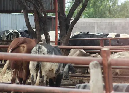 Gobierno recorta presupuesto pese a impacto del gusano barrenador