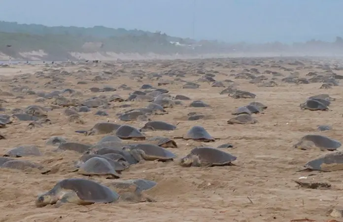 Liberan 213 crías de tortuga golfina en Guerrero