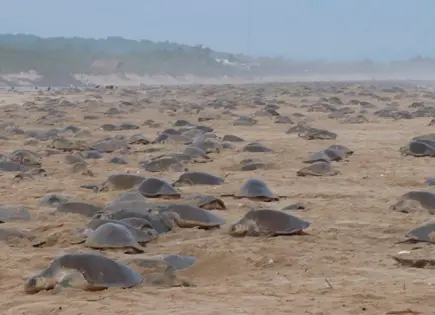 Liberan 213 crías de tortuga golfina en Guerrero