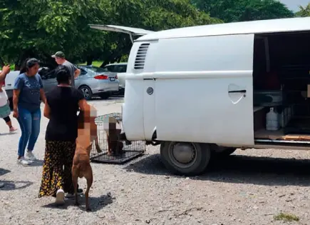 Jauría ataca a mujer afuera del Hospital