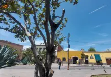 Fotos | Sentencian a varios &aacute;rboles de Aranzaz&uacute; a severa poda