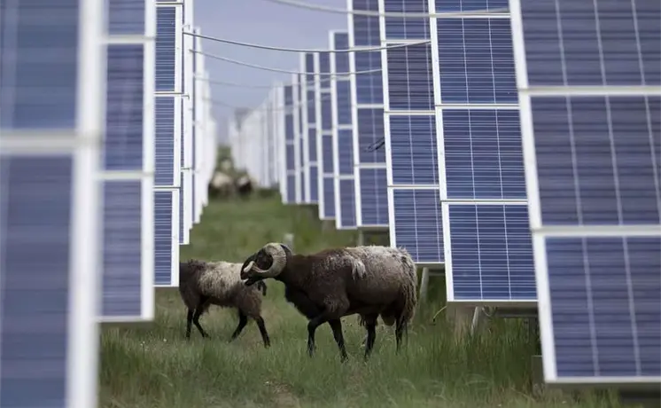 Proyectan planta solar de 84 MW en Ébano Proyectan planta solar de 84 MW en Ébano