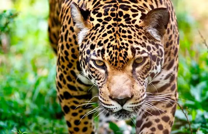 El jaguar, un dios que se recupera